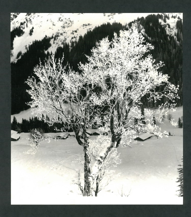 s/w-Foto Eugen Ruch, verschneiter Strauch